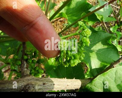 Barbados Nut (Jatropha curcas) Plantae Foto Stock