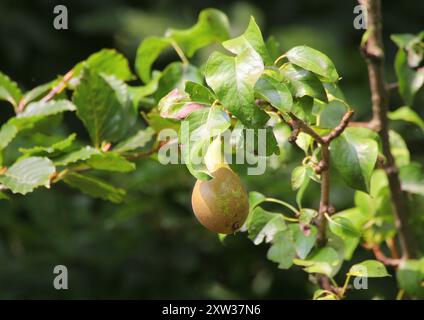 Una singola pera per conferenza appesa a una filiale Foto Stock