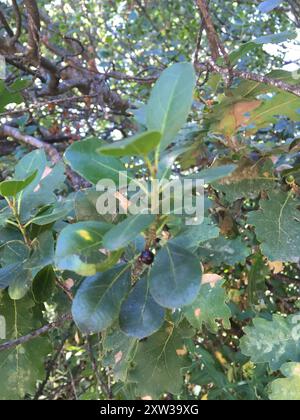 Spina dorsale mediterranea (Rhamnus alaternus) Plantae Foto Stock
