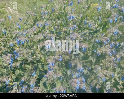 Piano di Comfrey caucasico (Symphytum caucasicum) Foto Stock