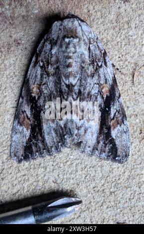 Sad Underwing (Catocala maestosa) Insecta Foto Stock