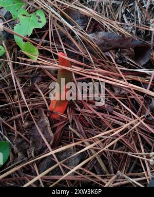 Funghi della diavolo (Mutinus elegans) Foto Stock