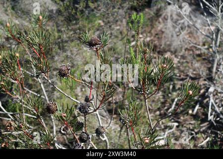 Thistle Sugarbush (Protea scolymocephala) Plantae Foto Stock