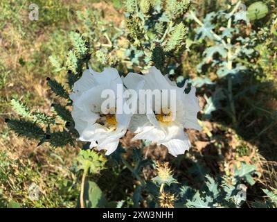 Papavero di cardo (Argemone polyanthemos) Plantae Foto Stock