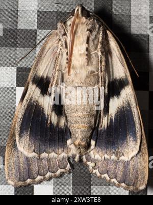 Sad Underwing (Catocala maestosa) Insecta Foto Stock