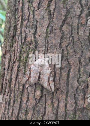 Sad Underwing (Catocala maestosa) Insecta Foto Stock