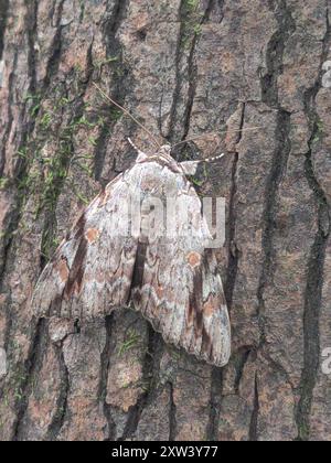 Sad Underwing (Catocala maestosa) Insecta Foto Stock