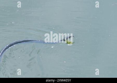 Il serpente d'erba (Natrix natrix) nuota nell'acqua. serpente ad anello, serpente d'acqua. Foto Stock