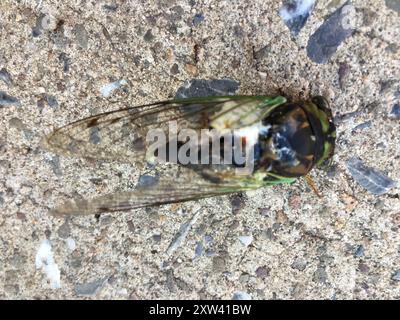 Comune palude Cicada (Neotibicen tibicen tibicen) Insecta Foto Stock