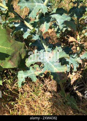 Papavero di cardo (Argemone polyanthemos) Plantae Foto Stock