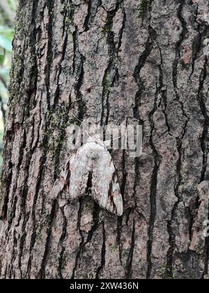 Sad Underwing (Catocala maestosa) Insecta Foto Stock