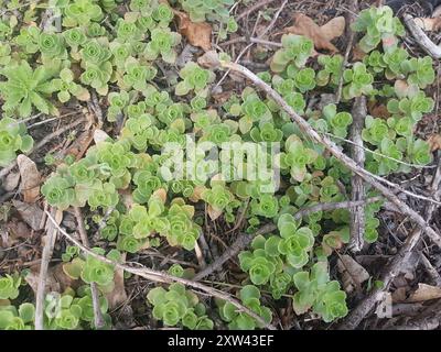 Stonecrop caucasico (Phedimus spurius) Plantae Foto Stock