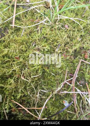 Muschio del collo dell'oca (Rhytidiadelphus) Plantae Foto Stock