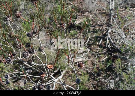 Thistle Sugarbush (Protea scolymocephala) Plantae Foto Stock