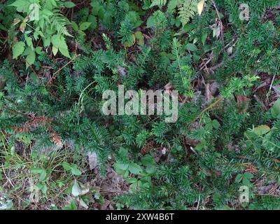 Tasso canadese (Taxus canadensis) Plantae Foto Stock