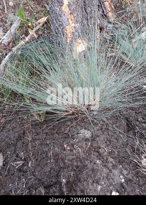 idaho fescue (Festuca idahoensis) Plantae Foto Stock