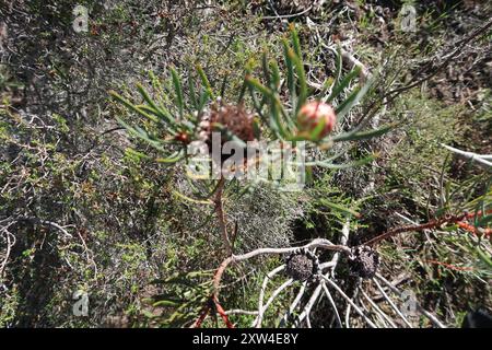 Thistle Sugarbush (Protea scolymocephala) Plantae Foto Stock