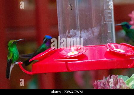 Aves con testa di rame smeraldo (Microchera cupreiceps) Foto Stock