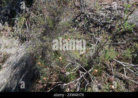 Thistle Sugarbush (Protea scolymocephala) Plantae Foto Stock