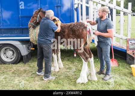 Cavallo pesante e puledri con tocchi finali dell'ultimo minuto, prima di sfilare sul ring .... Spettacolo Gargrave 2024 Foto Stock