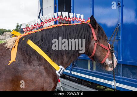 Cavallo pesante e puledri con tocchi finali dell'ultimo minuto, prima di sfilare sul ring .... Spettacolo Gargrave 2024 Foto Stock