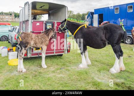 Cavallo pesante e puledri con tocchi finali dell'ultimo minuto, prima di sfilare sul ring .... Spettacolo Gargrave 2024 Foto Stock