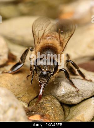 Honey Bee DrinkingAnte Foto Stock