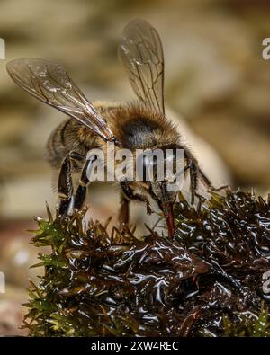 Honey Bee DrinkingAnte Foto Stock