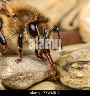 Honey Bee DrinkingAnte Foto Stock