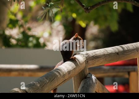 Giovane scoiattolo rosso eurasiatico (Sciurus vulgaris) che mangia su corrimano di legno nell'area ricreativa del Preventorio de Alcoy, Spagna Foto Stock