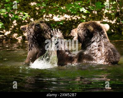 Due orsi bruni giocano tra loro in un piccolo stagno. Ursus arctos fratelli che combattono e spruzzano acqua in un ambiente forestale. Foto Stock