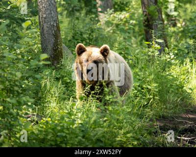 L'orso bruno in una foresta è attento. L'animale Ursus arctos si trova in un ambiente naturale con vegetazione lussureggiante e alberi alti. Un orso femmina selvaggio. Foto Stock