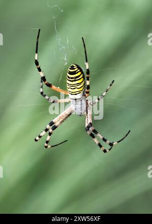 Un macro primo piano di un ragno vespa (Argiope bruennichi) con un morbido sfondo verde, verticale Foto Stock