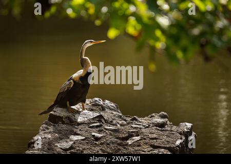 Oriental darter Anhinga melanogaster uccello d'acqua dell'Asia meridionale tropicale chiamato Snakebird, collo lungo e sottile con un becco dritto e appuntito, caccia Foto Stock