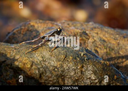 Natal Lightfoot Crab Grapsus tenuicrustatus o maculatus, granchio colorato dalle coste rocciose, scavatore chiave, grande scalatore, vitale per l'ecosistema intertidale Foto Stock