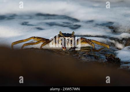 Natal Lightfoot Crab Grapsus tenuicrustatus o maculatus, granchio colorato dalle coste rocciose, scavatore chiave, grande scalatore, vitale per l'ecosistema intertidale Foto Stock