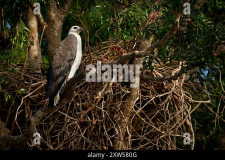 Aquila di mare dal panciotto bianco Haliaeetus leucogaster, grande rapace sul nido, Asia costiera, Australia; preferisce coste, isole; hunter, specialità di pesce Foto Stock