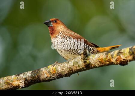 Munia Lonchura punctulata dal petto scottato, piccolo finch in Asia; predilige praterie, terreni agricoli; torace, mangime di semi, importante Foto Stock