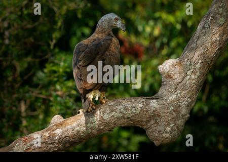 Haliaeetus ichthyaetus aetus dalla testa grigia, grande rapace nelle zone umide, fiumi del sud-est asiatico, India, cacciatore di pesci, vitale per gli ecosistemi di acqua dolce, Foto Stock