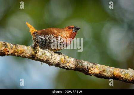 Munia Lonchura punctulata dal petto scottato, piccolo finch in Asia; predilige praterie, terreni agricoli; torace, mangime di semi, importante Foto Stock