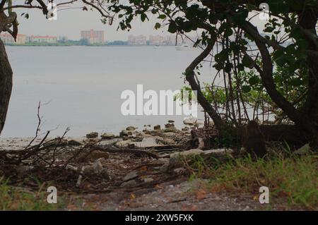 Alberi di mangrovie incorniciati da ampie vedute della Baia di Boca Ciega sull'acqua blu. Spiaggia rocciosa di fronte, cielo blu. Presso la Clam Bayou Nature Preserve di Gulfport, Florida. Foto Stock