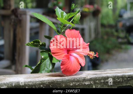 Bellissimo ibisco rosso in piena fioritura durante l'estate in Un vaso di fiori su Un portico con sfondo paesaggistico. Foto Stock