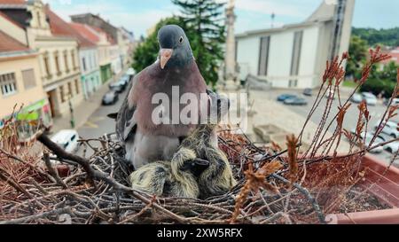 I piccioni chiedono di essere nutriti nel nido. Le colombe danno da mangiare ai piccioni di due giorni. La vita dei piccioni in città Foto Stock