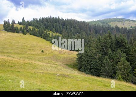 Prato verde con abeti e pini nei monti Apuseni, Padis, Bihor County, Romania Foto Stock