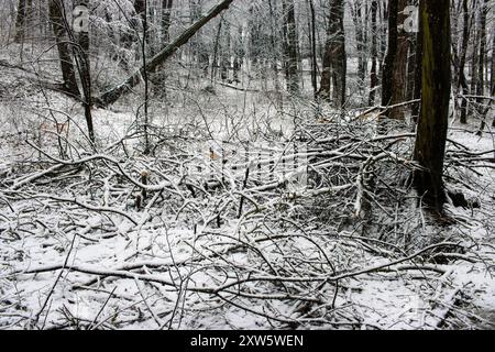 Rami e alberi rotti nel parco dopo una tempesta in inverno Foto Stock