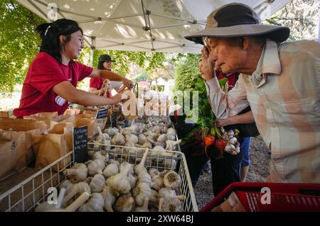 Richmond, Canada. 17 agosto 2024. La gente compra diverse varietà di aglio durante il 14 ° Festival annuale dell'aglio di Richmond, British Columbia, Canada, 17 agosto 2024. Crediti: Liang Sen/Xinhua/Alamy Live News Foto Stock