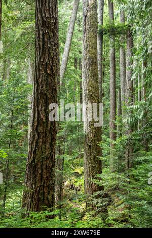 WA25591-00...WASHINGTON - Foresta lungo il Boulder River Trail sotto Appleton Pass nell'Olympic National Park. Foto Stock