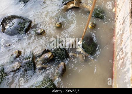 Nutrire le banane alle tartarughe Foto Stock