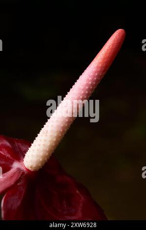 spadix antracio rosso e bianco su sfondo scuro del giardino, fiori di coda, fenicottero e lateleaf in vista ravvicinata e messa a fuoco selettiva Foto Stock