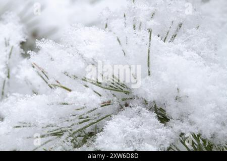 E' un giorno d'inverno. La neve soffice e soffice copriva il ramo del pino in inverno. Primo piano. Foto Stock